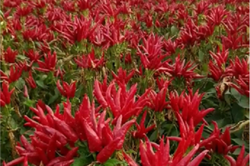 湖北金九昌種業有限公司